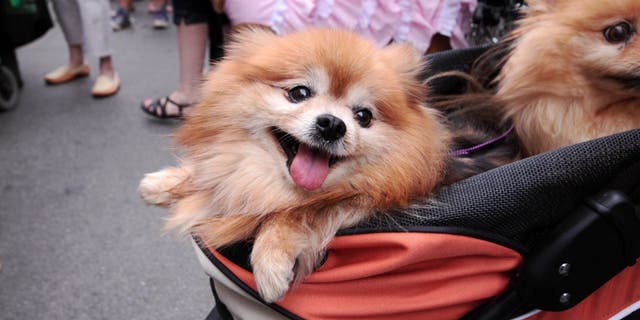 pomeranian stroller