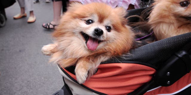 Strollers with dogs have become increasingly common in Taiwan’s capital.
