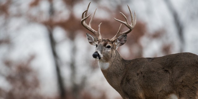 A 9-year-old hunter in Missouri shot a rare 17-point buck (not pictured) that scored 201 and 7/8 inches, which is reportedly much larger than most Missouri deer. (iStock)