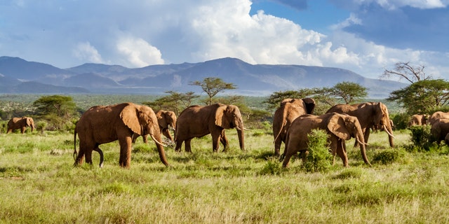 “When you go on a ‘safari’ (we call it a game drive), you must never ever get out of your vehicle or get close to any big animals," one stressed.