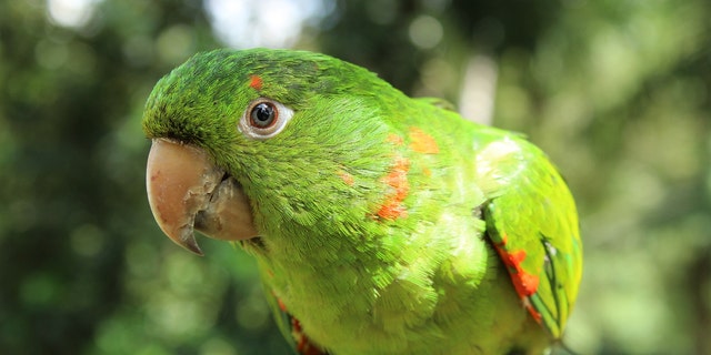 A parrot named Eric (not pictured) saved his master's life by waking him up when the man's house caught fire early Wednesday morning. (iStock)