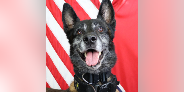 Sjaak, a Blegian Malinois, underwent emergency surgery Wednesday after being shot three times.