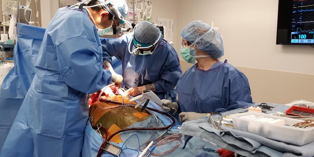 Doctors performing Sanchez's double lung transplant. (Dignity Health AZ)