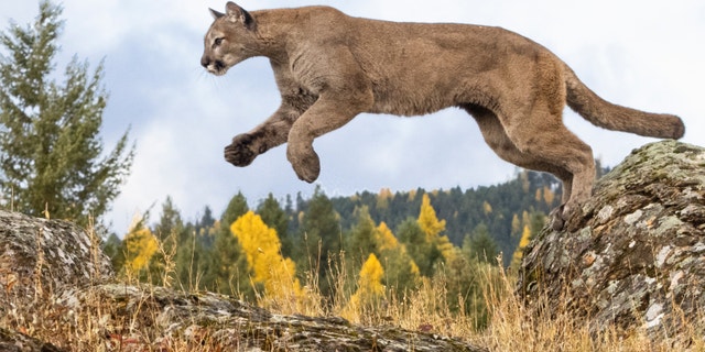 A mountain lion attacked and made off with a family's small dog.