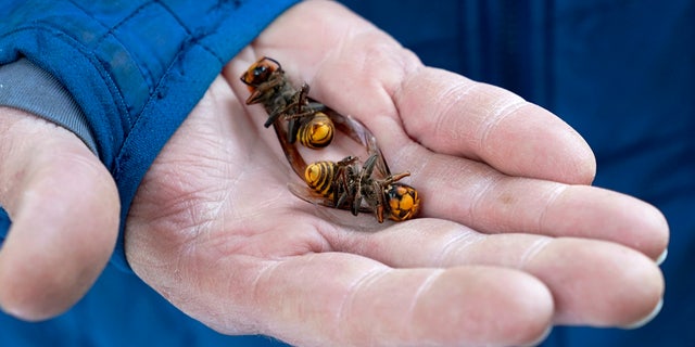 In this Oct. 24, 2020, file photo, a Washington state Department of Agriculture worker holds two of the dozens of Asian giant hornets vacuumed from a tree in Blaine, Wash.