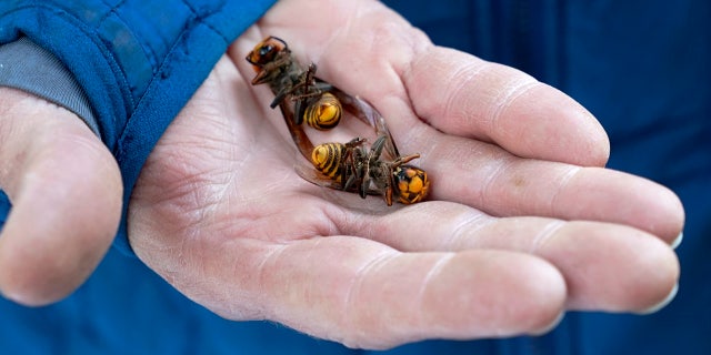 In this Oct. 24, 2020, file photo, a Washington state Department of Agriculture worker holds two of the dozens of Asian giant hornets vacuumed from a tree in Blaine, Wash.