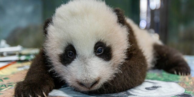 The 12-week-old male cub was born in August to its mother Mei Xiang.