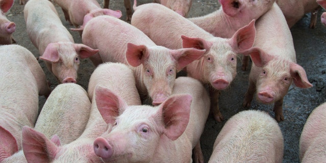 Pigs that had recently given birth — animals that remain quite immobile for up to 28 days while feeding their piglets — also had lower HSP47 levels, compared with active pigs, researchers found.