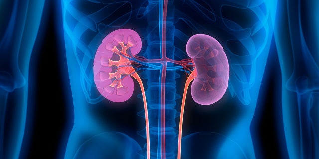 kidneys