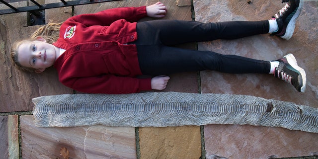 The leather was identified as belonging to a lumbar spasm by a reptile store in the nearby town.