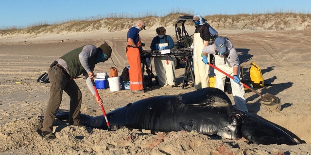 A North Atlantic right whale calf was recently found stranded on the beach on North Core Banks. (Credito: NOAA)