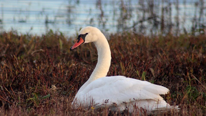 Gay swans fight to protect their nest