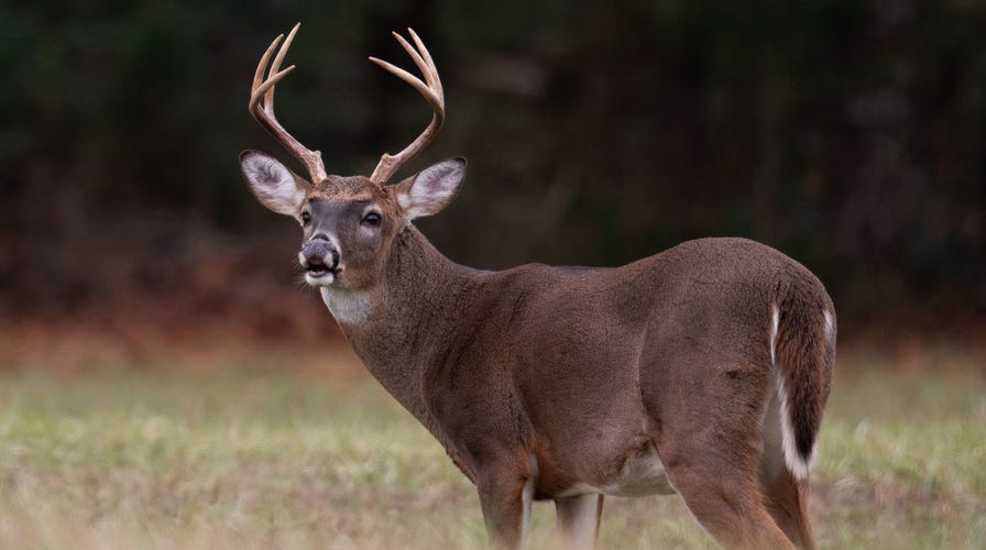 Stag attacks London park-goer who allegedly threw food at it, photos ...