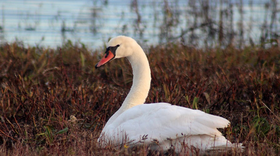 Gay swans fight to protect their nest