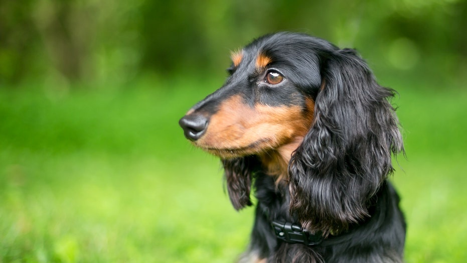 Dachshund delivre chiweenie soti nan atak lyon mòn nan Colorado | Fox News