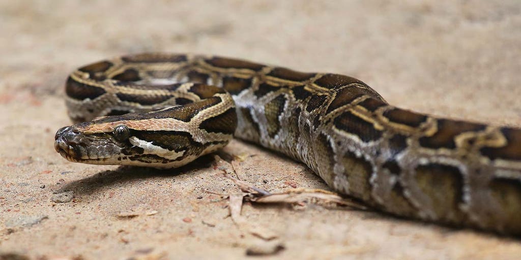Florida python hunter whips up dinner, dessert, even Christmas cookies with snake eggs, meat - Vimarsana News