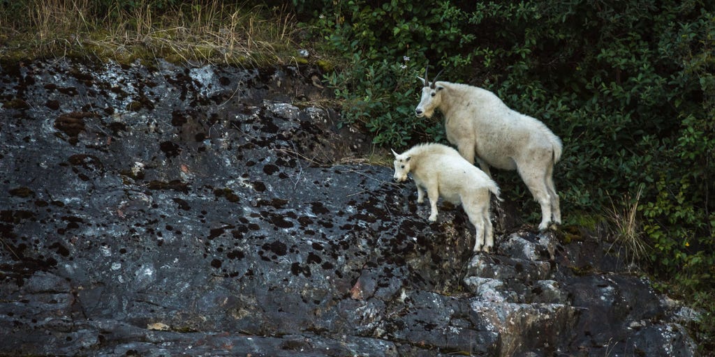 Bowhunter bags massive mountain goat in Alaska, sets new world record - Vimarsana News