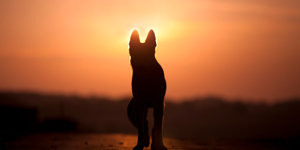 Service dog found safe 2 weeks after going missing in Interstate 95 crash - Vimarsana News