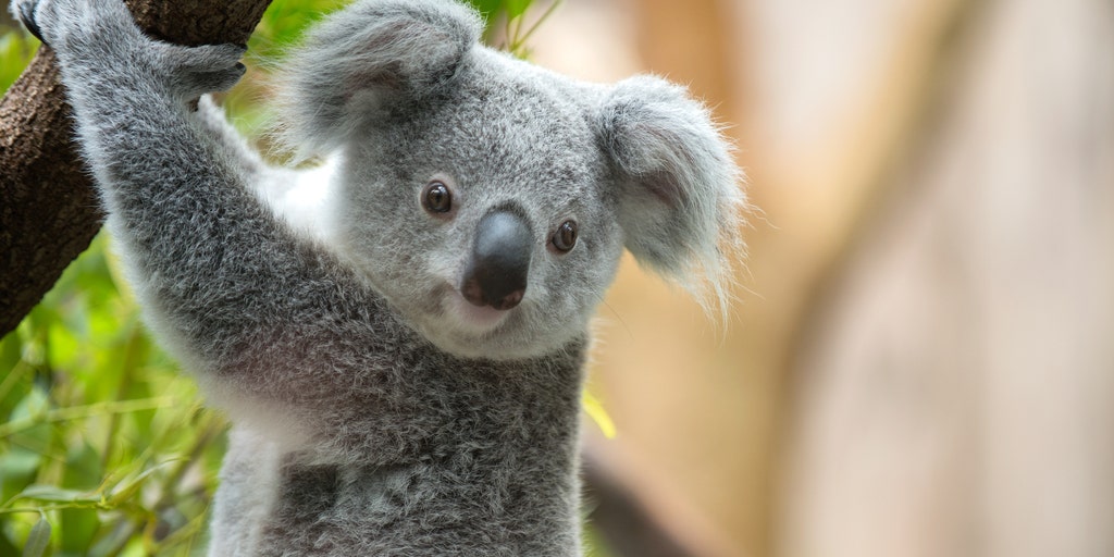 Australian Family Finds Koala Hiding In Christmas Tree | Fox News