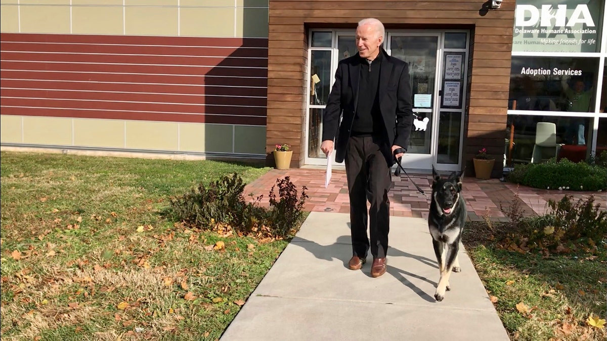 In this Nov. 16, 2018 photo from the Delaware Humane Association, Joe Biden walks with his his newly-adopted German shepherd Major, in Wilmington, Del. (Stephanie Carter/Delaware Humane Association via AP)