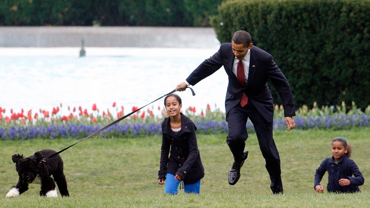 In this April 14, 2009, file photo President Barack Obama is almost jerked off his feet as he shows off their new dog Bo, a 6-month-old Portuguese water dog with his daughters Malia, left, and Sasha Obama, right, on the South Lawn of the White House in Washington.  (AP Photo/Ron Edmonds, File)