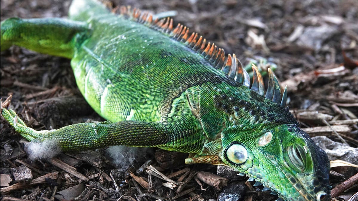 FILE - A stunned iguana lies in the grass at Cherry Creek Park in Oakland Park, Fla., With unexpectedly cold weather in the forecast and pandemic-related curfews in some places, Florida is about to have a Christmas unlike any other in recent memory, and it might involve falling iguanas. (Joe Cavaretta/South Florida Sun-Sentinel via AP)