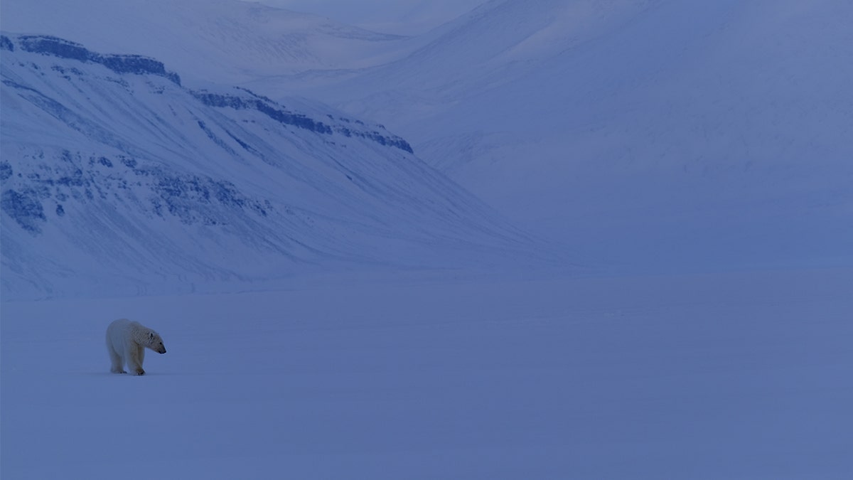 There is no running water and limited electricity, and they face harsh wintry weather and frequent visits from polar bears – more than 50 “close” encounters last time.