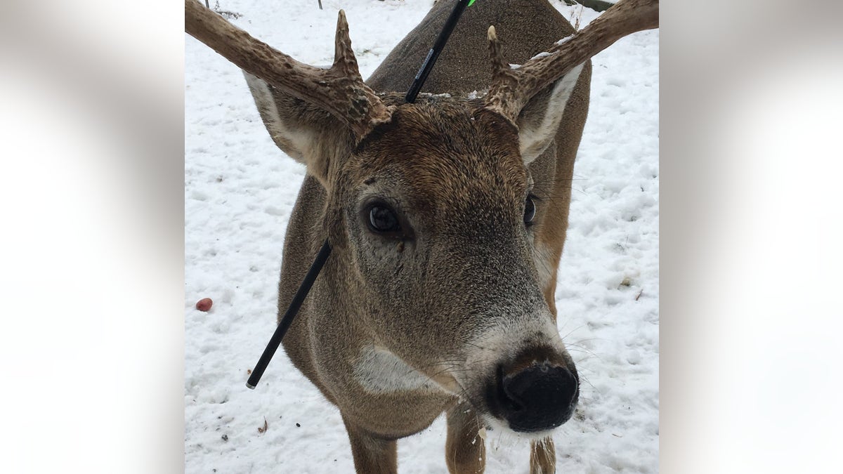 A deer in Canada has become something of a local sensation after he was discovered running through Kenora, Ontario, with an arrow through his head.