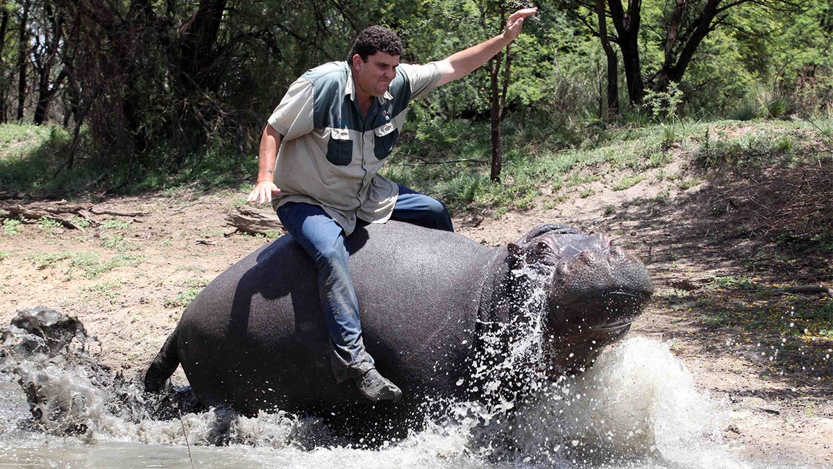 Marius Els with his pet hippo Humphrey at his farm in Free State, South Africa.