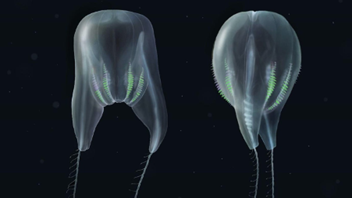 New Gelatinous 'blob' Species Discovered In The Depths Of The Ocean ...