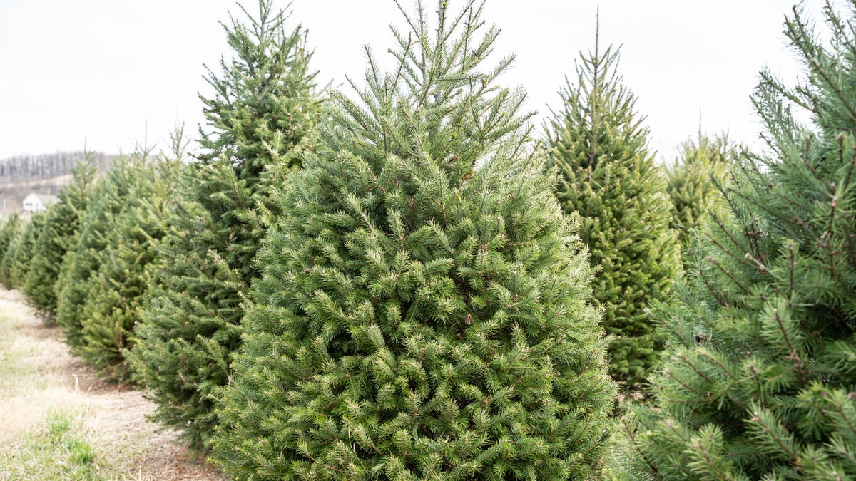A woman in Brevard County, Florida, has delivered 124 Christmas trees to families in need this year. (iStock)