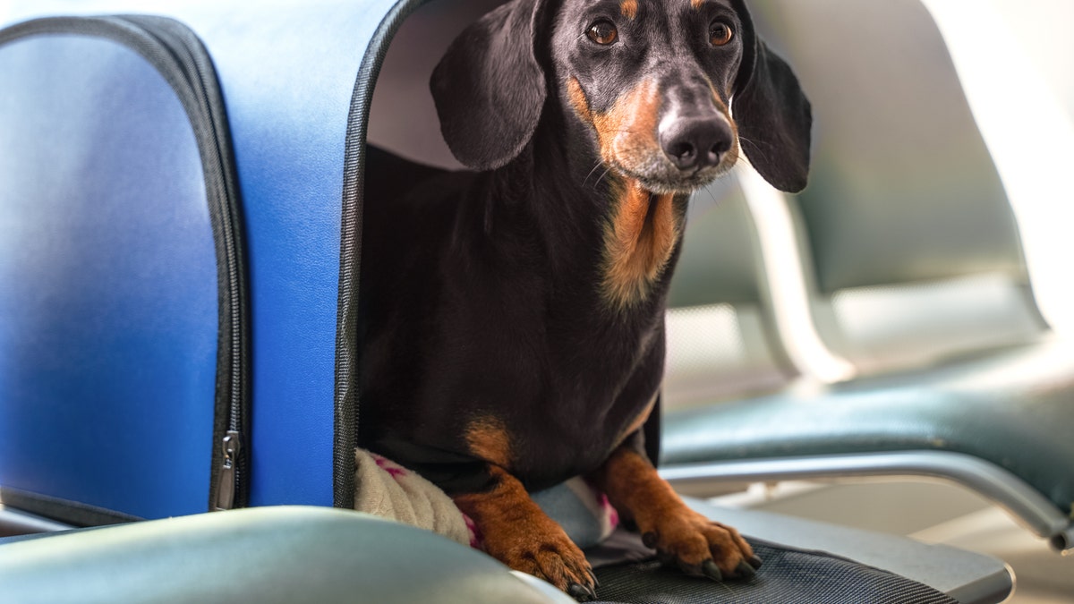 The U.S. Department of Transportation (DOT) has announced that emotional support animals will no longer be considered service animals.