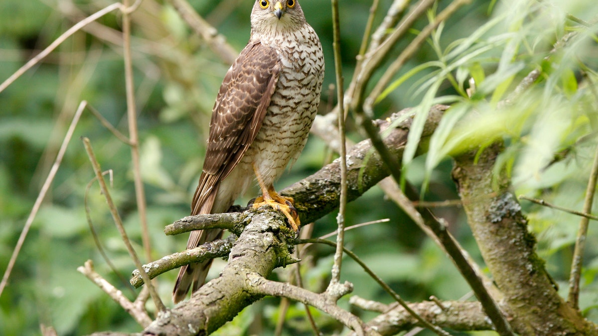 A sparrowhawk (not pictured) flew into a woman's house and onto her Christmas tree in Scotland on Tuesday, according to officials. (iStock)