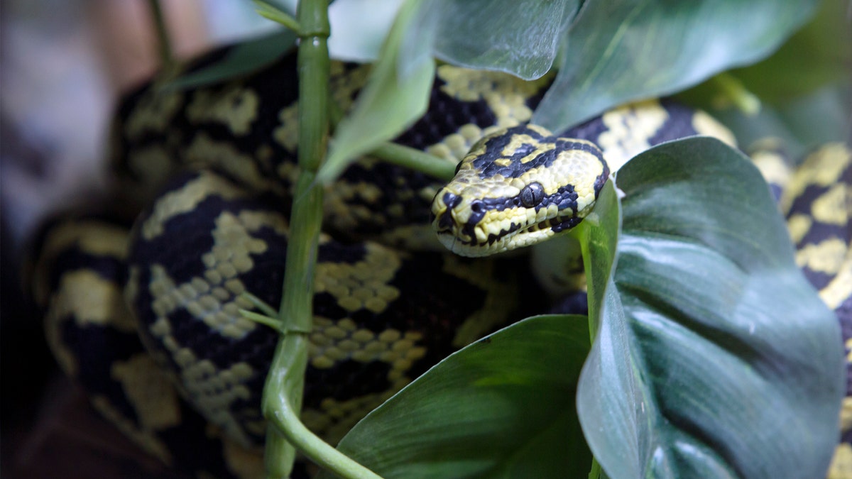 A 9-week-old puppy had to be rescued from a carpet python in Australia last week. (iStock)