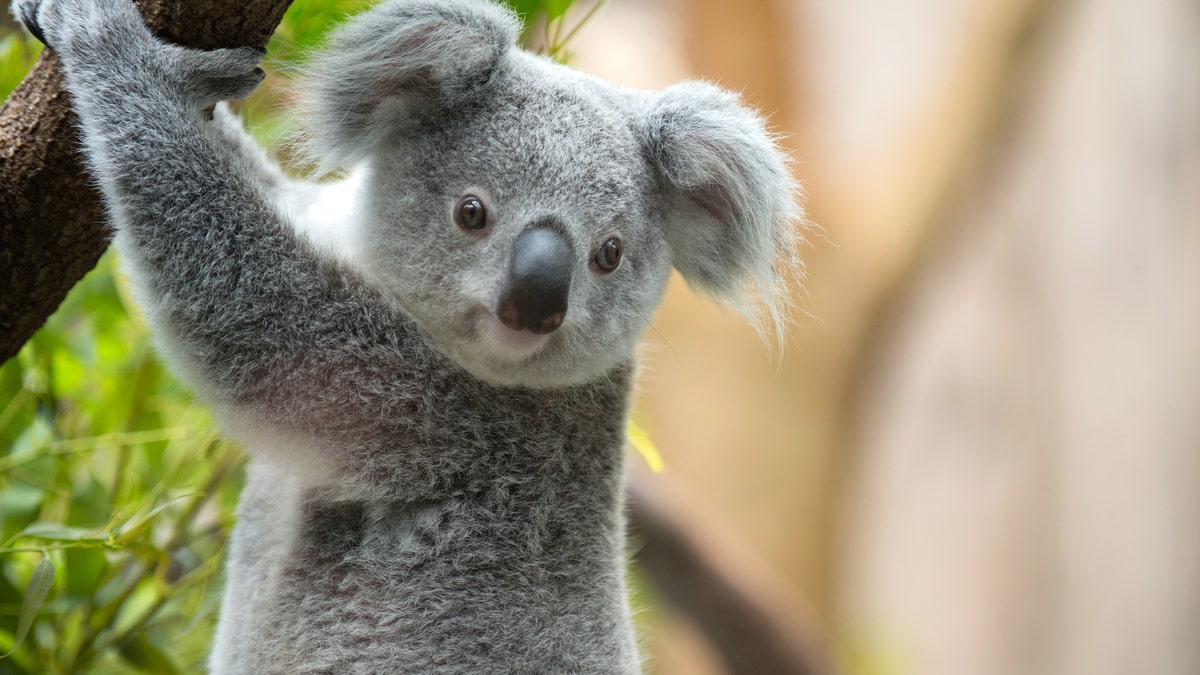 Australian Family Finds Koala Hiding In Christmas Tree | Fox News