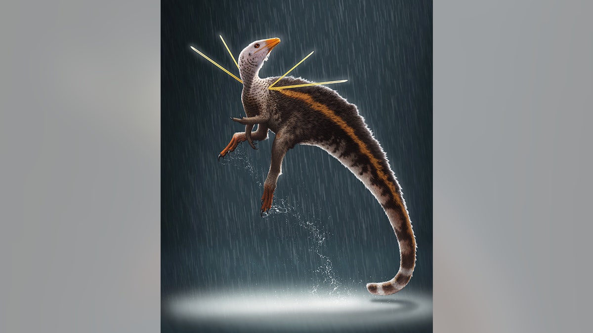 Ubirajara jubatus is named after a Tupi Indian name for "lord of the spear," in reference to the creature’s stiffened, elongate integumentary structures, and jubatus from the Latin, meaning "maned" or "crested." (Bob Nicholls / Paleocreations.com 2020)