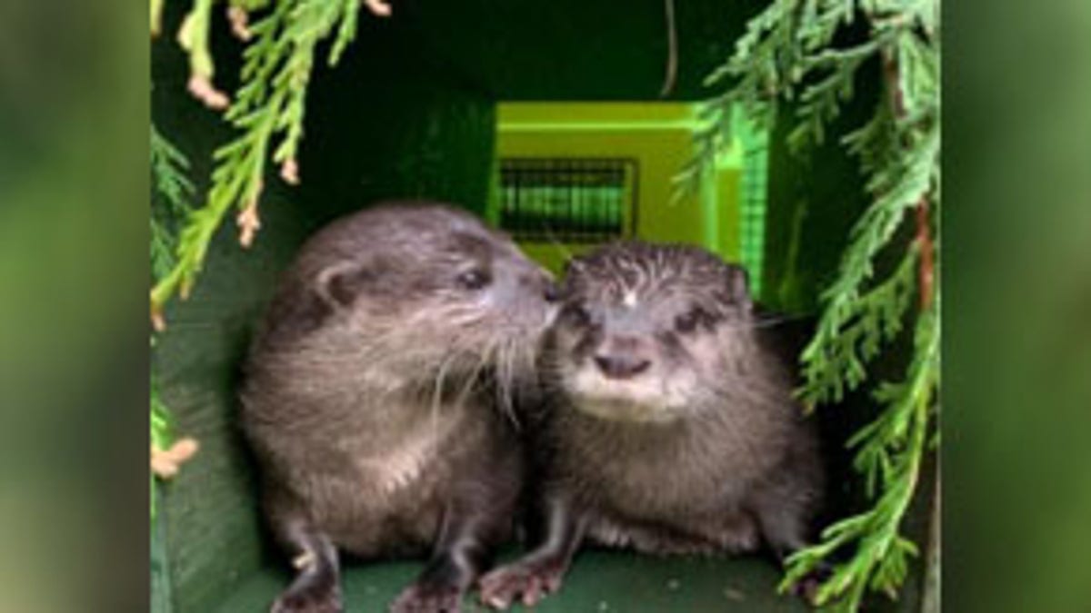 Both Harris and Pumpkin were recently widowed otters living in different sanctuaries.