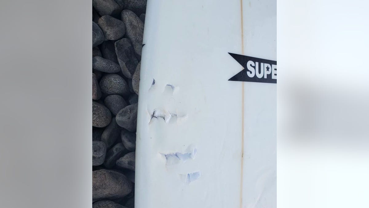 Markings from the shark's teeth made indentations on the surfboard.