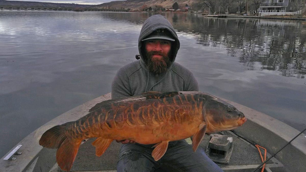 Alex Veenstra reeled in a 30-pound, 4-ounce mirror carp measuring in at 36 inches.