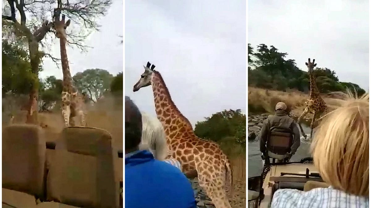 A video grab from the incredible footage of an angry giraffe chasing down a truck of tourists at Masai Mara Game Reserve, Kenya on Dec. 9.