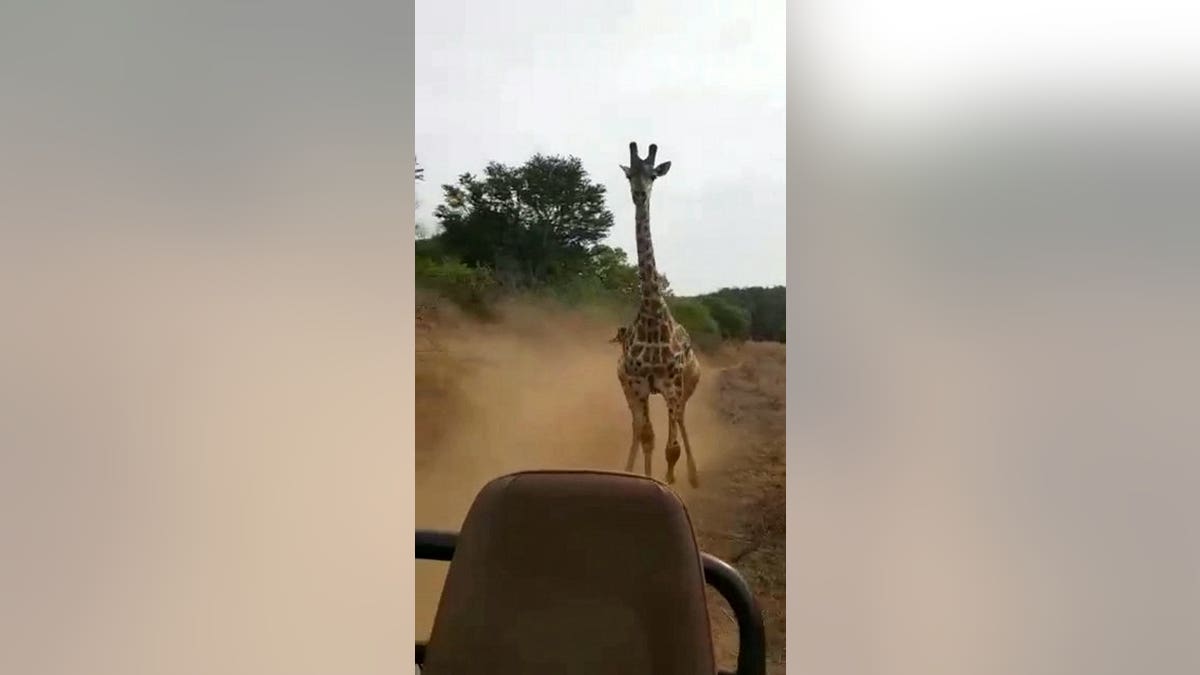 The wild animal “fiercely” ran after them for a few minutes, before the driver was able to successfully swerve out of its path and the giraffe gave up the chase.