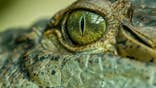 The 'swamp king' was one intimidating croc. (Credit: The University of Queensland)