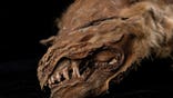 This mummified wolf pup dating back 57,000 years has been unearthed - entirely frozen in time. (Credit: SWNS)