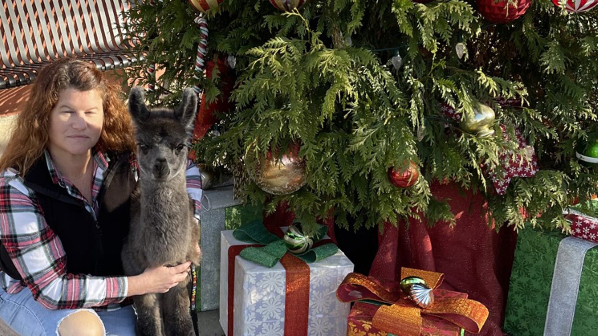 Merry Christmas 🎄 Amanda Cable &amp; baby Rowan (llama) Mini Moo Alpaca Too Farm Monticello, Florida