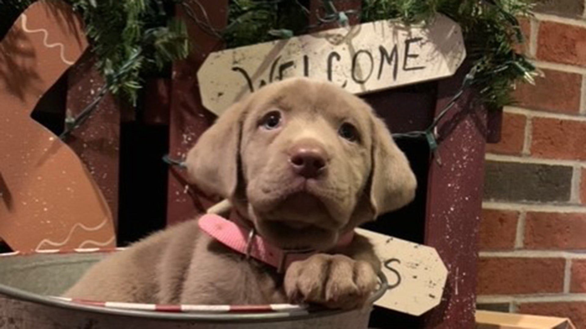 Miss Skylar Mae arrived on St. Nick day and the kids approved ! Here’s to hoping she can ease the burden of stay at home schooling !