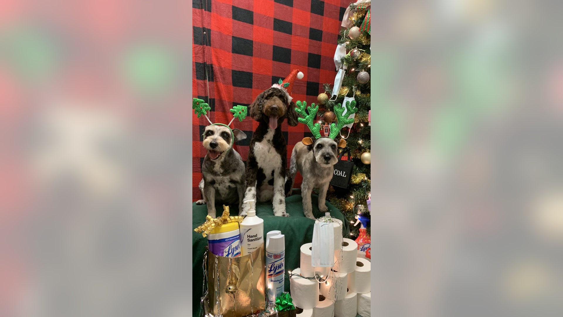 Merry Christmas from Rocket, Ryder and Riley! Spending the holidays staying safe.