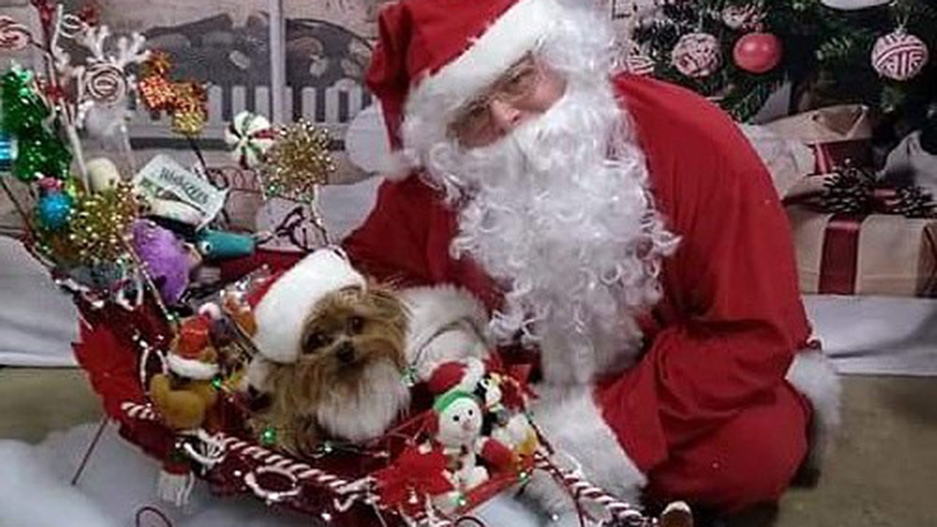 Greetings: This is a picture of our 4lb Yorkshire Terrier, Hairy Pawter in his sleigh that his daddy made with Santa. Hairy is a certified Therapy Dog. He goes to children's hospitals and nursing homes throughout the Chicagoland/Wisconsin area putting smiles on faces of all ages. Hairy has over 30 vehicles and costumes that he wears when he visits patients.