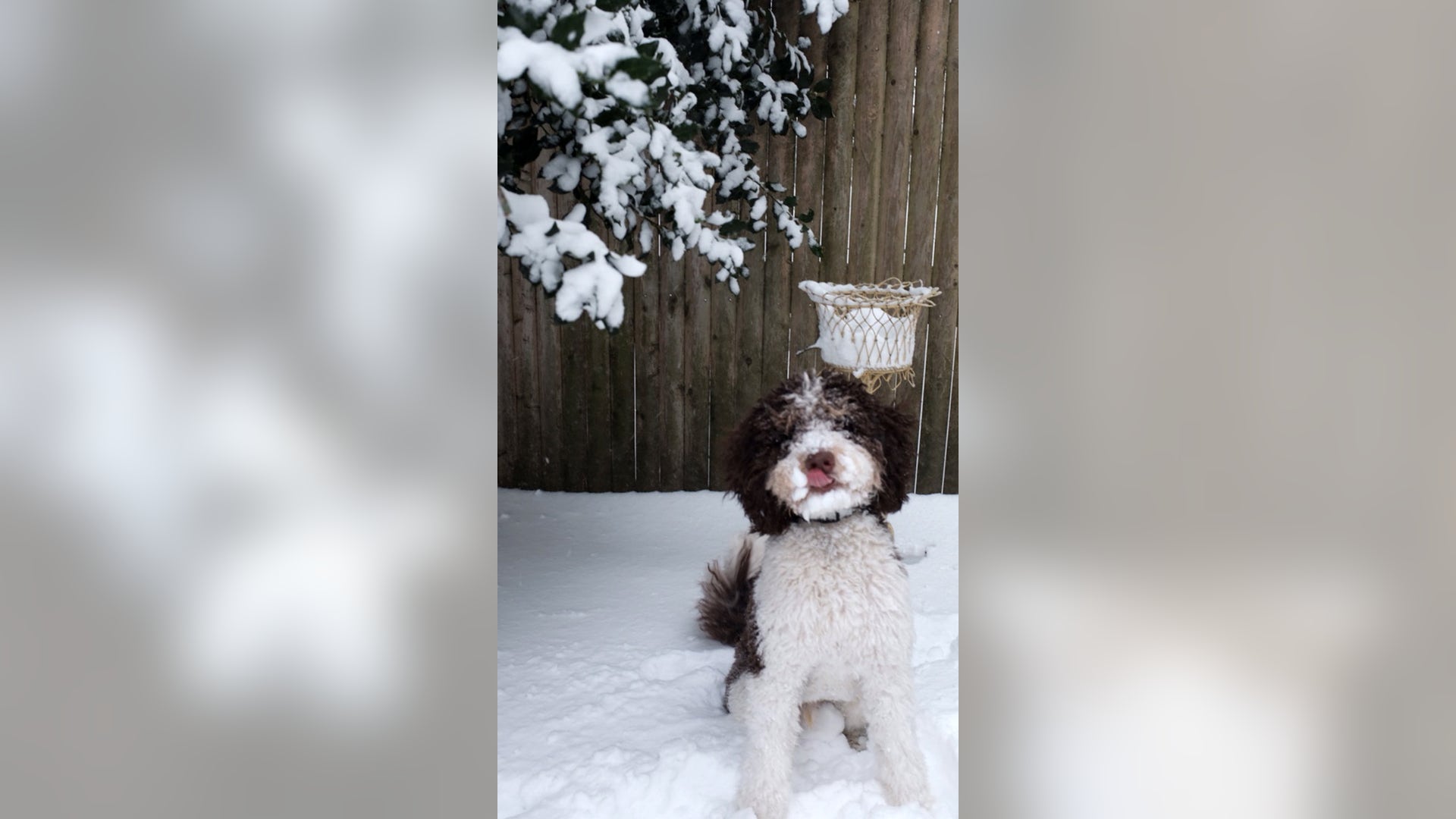 Burton the Bernedoodle loves this snow