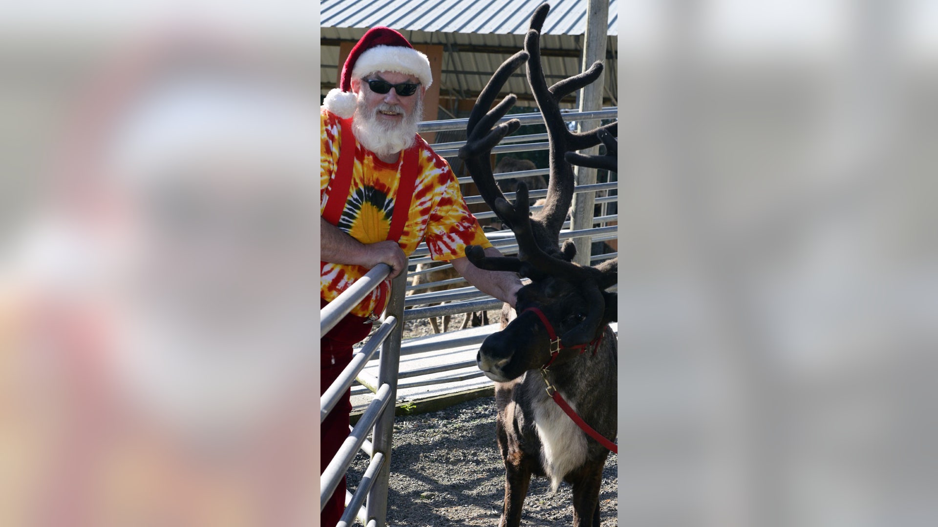 Santa came to visit the reindeer this past summer at Cougar Mountain Zoo in Issaquah WA.