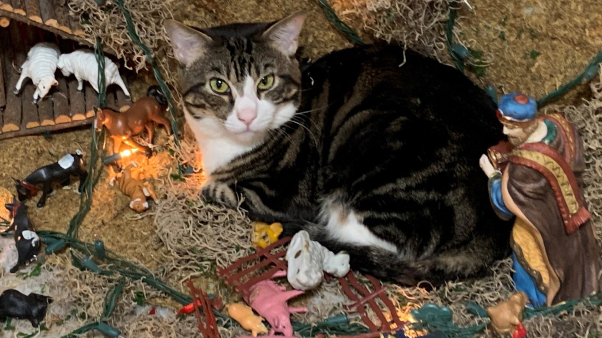 Every year my wonderful wife sets up a Nacimiento (manger scene) and then our cat Concho attacks it every day until we take it down. Cheers JR